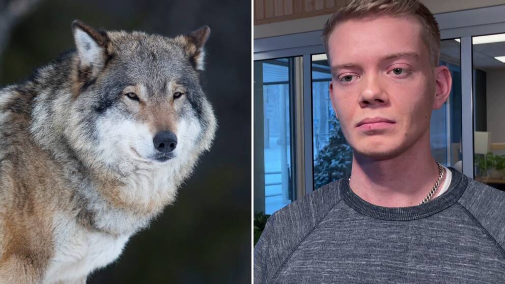 Genrebild på en varg delad bild med en man (vilthandläggaren Andreas Vernby)