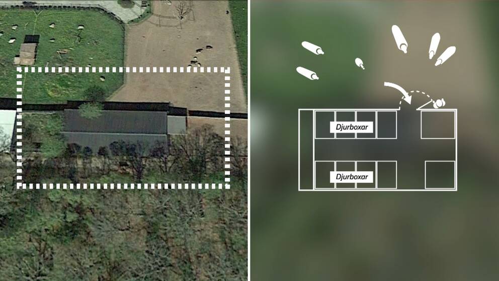 En satellitbild över savannstallet på Ölands djurpark. Ritningen visar hur den anställde skulle ställa sig bakom en dörr för att skydda sig.