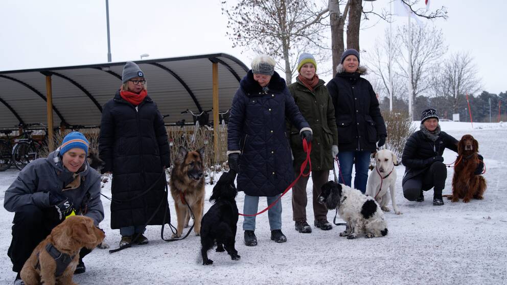 Fler hundar och hundägare står i ett snölandskap.