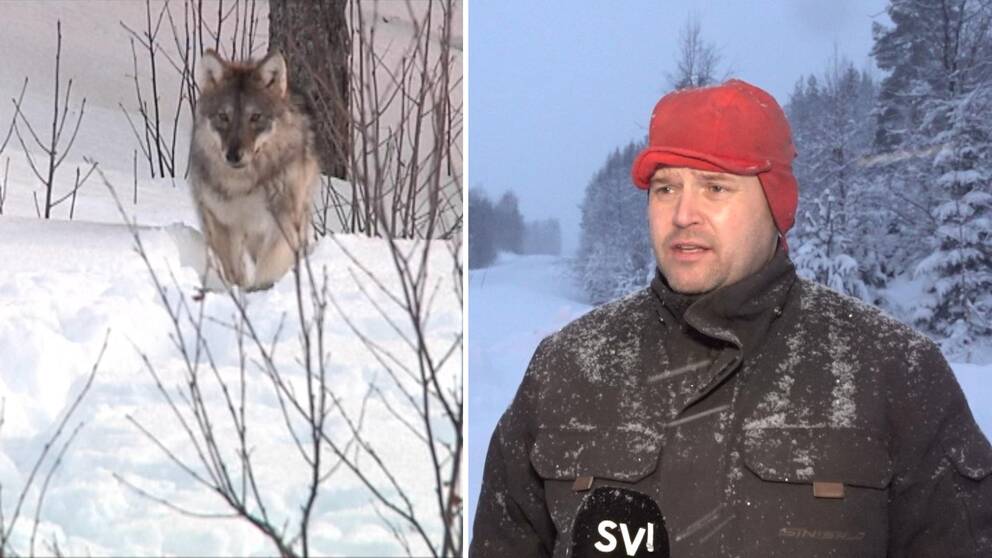 två bilder: varg som springer i snö, samt en man i vinterkläder som intervjuas längs snöig väg med skog