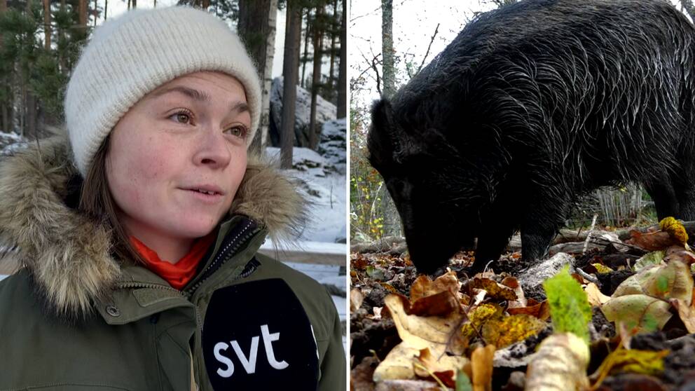 en jakltvårdskonsulent och ett vildsvin som bökar i löv