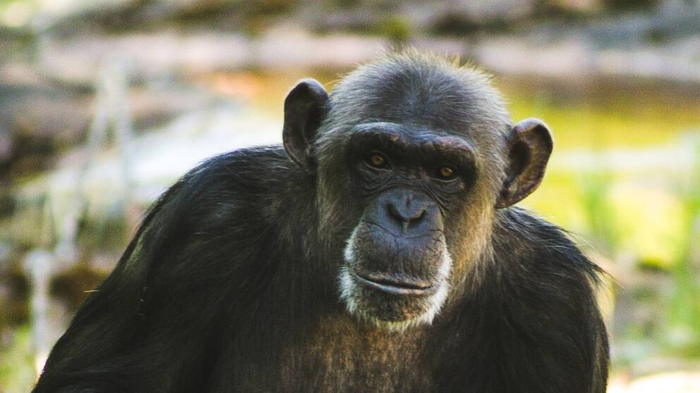Schimpansen Linda sitter i furuviksparken och tittar i kameran.