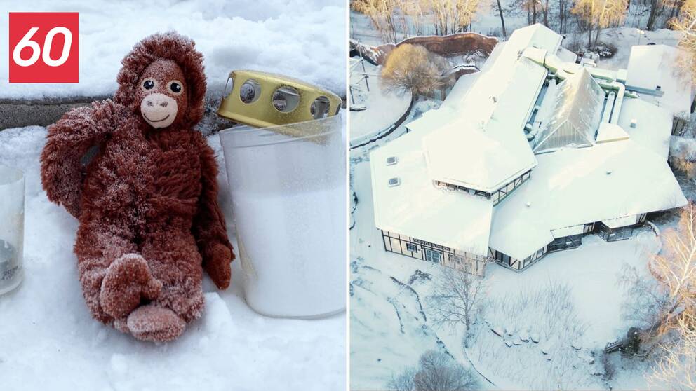 Till vänster: Bild på gosedjursapa som sitter bredvid ett gravljus på snötäckt mark vid Furuviksparken efter att flera schimpanser rymt och skjutits ihjäl, däribland Santino, Linda och Torsten. Till höger: Drönarbild över Furuviksparken.