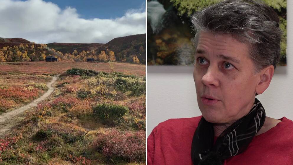 Till vänster: Bild på vandringsled i Vålådalens naturreservat under hösten. Till höger: Bild på Annelie Johansson på länsstyrelsen, kvinna med röd tröja och kort grått hår, som sitter inomhus och kommenterar de nya reglerna i Vålådalens naturreservat.