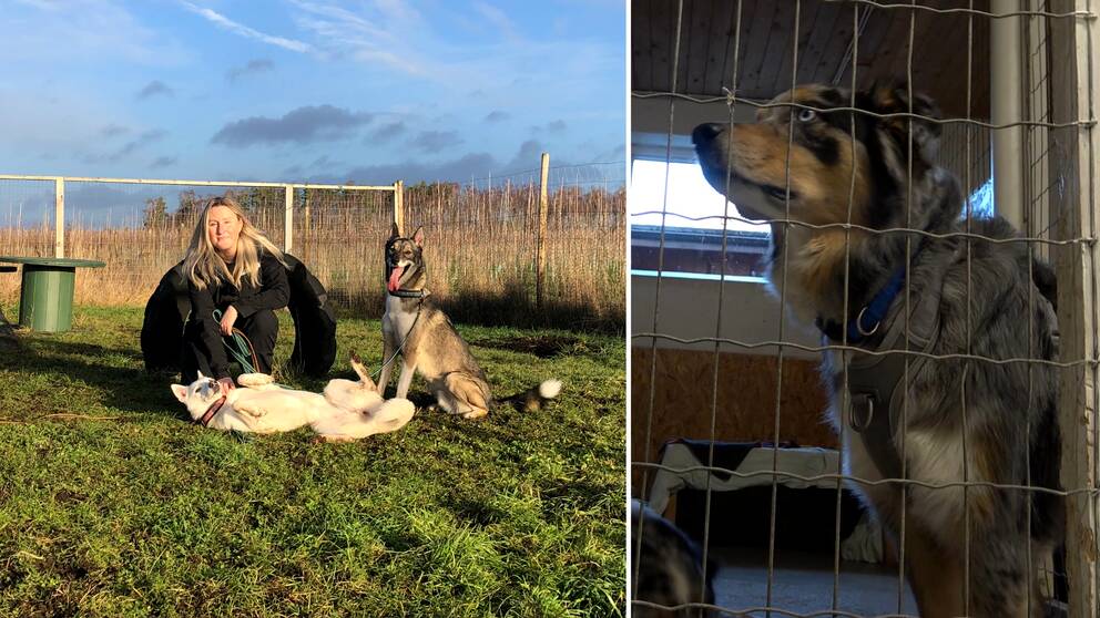 En kvinna sitter på huk utomhus med två hindar, delad bild med en hund som är inomhus på pensionatet, hen sitter bakom galler