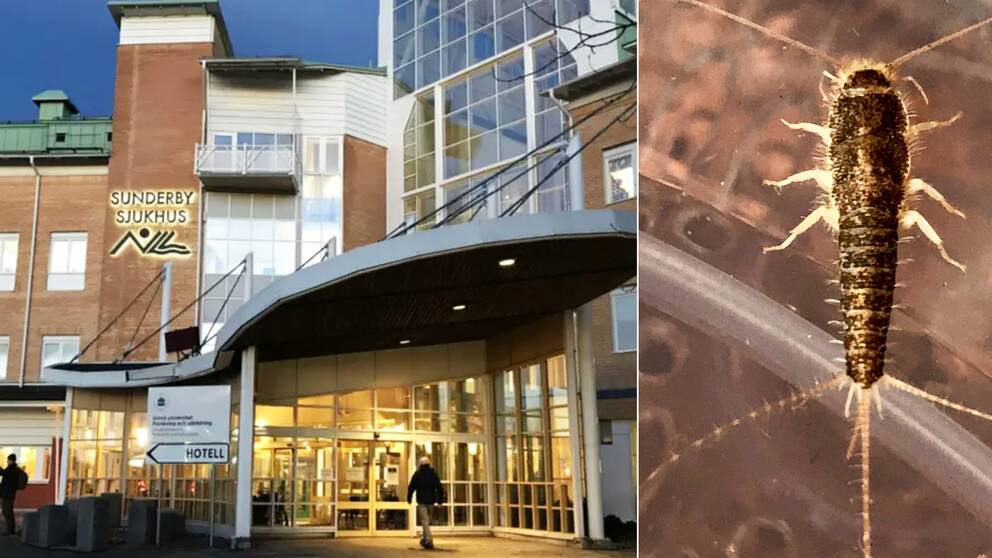 Silverfiskar i patienternas sängar vid en avdelning på Sunderby sjukhus är ett av flera missförhållanden som nu anmäls till Arbetsmiljöverket.