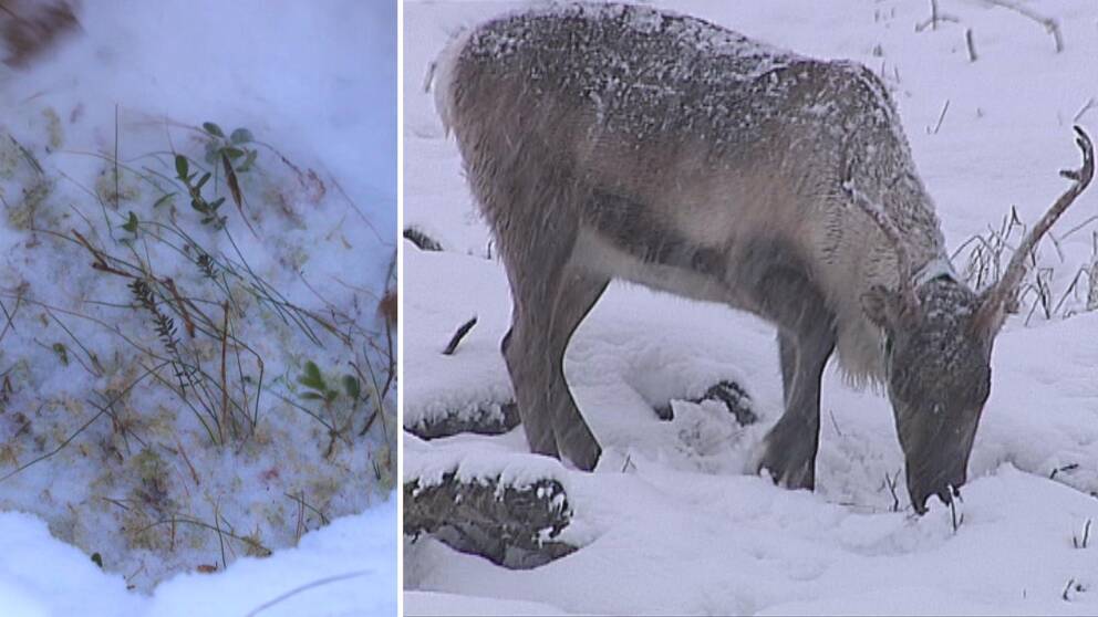 Bra renbete hittills denna vinter.