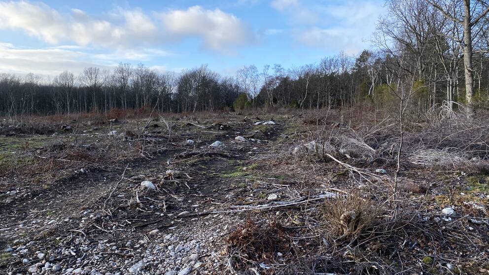 Bild på körspår efter skogsmaskiner, kalhygge och skogsbryn vid horisonten.