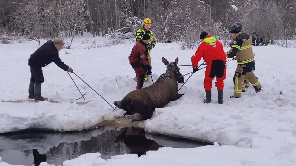 Ulf Berglund står på skidor och petar på älgen med staven så att hon ska röra sig upp helt ur vattnet medan räddningstjänsten står och drar med rep för att hjälpa älgkvigan ta sig hela vägen upp på land.