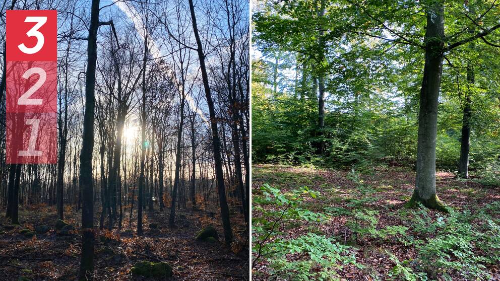 Bild på solen som lyser genom vinterkal bokskog och himlen som lyser igenom lövverket på sensommargrön bokskog.