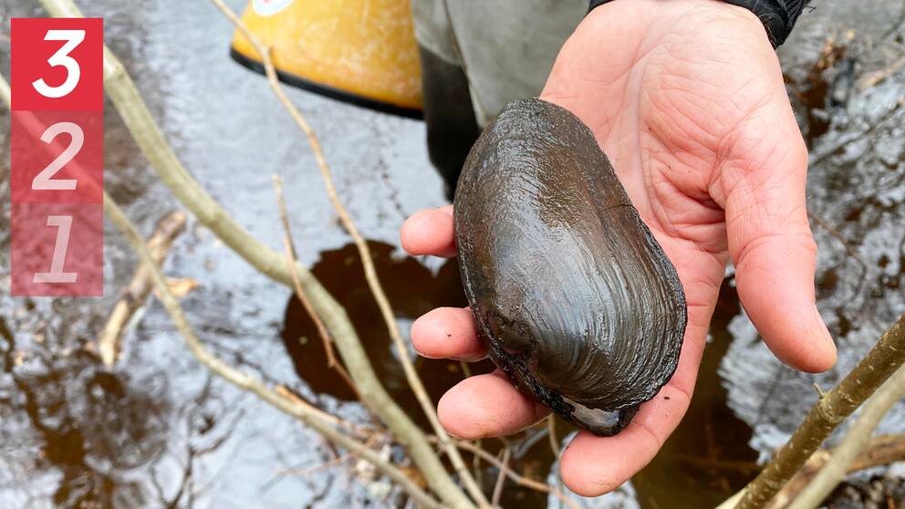 Bild på en hand som håller i en flodpärlmussla vid Silletorpsåns strand.