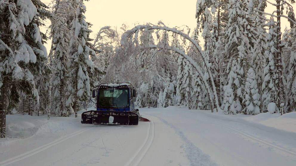 En pistmaskin drar skidspår i skogen, snö som tynger ned träden