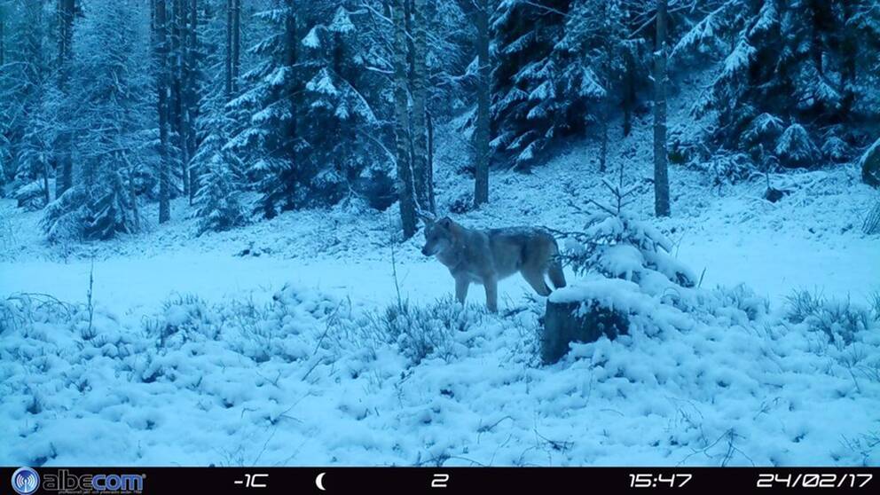 Bild av varg tagen med viltkamera. En varg står i snö i skogsmiljö.