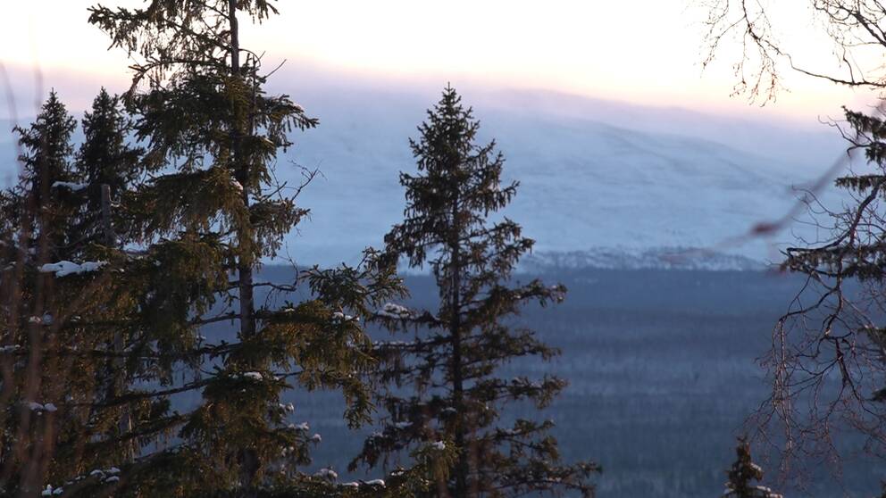 Gröna granar syns i förgrunden och snötäckta fjäll i bakgrunden.