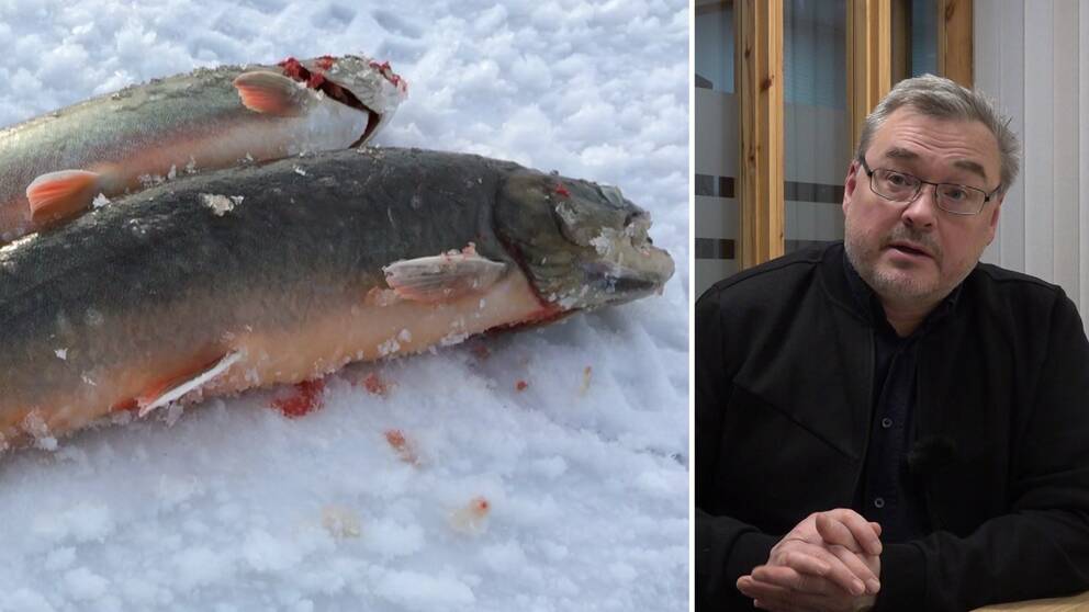 Montage av två bilder. Till vänster syns två fiskar ligga på snötäckt is och till höger syns länsfiskekonsulenten Dan Blomkvist.
