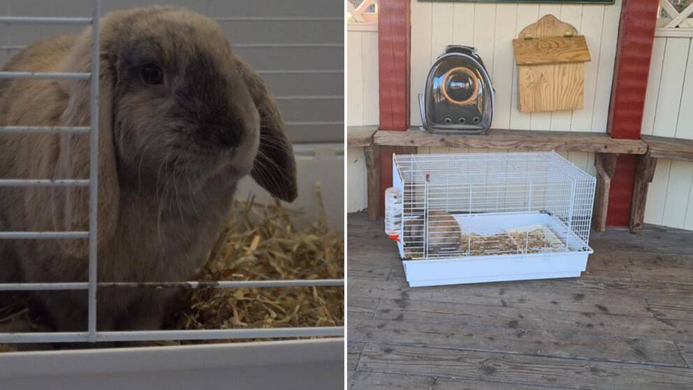 En grå kanin som heter Nasse sitter i en bur. Nasse blev hittad vid en sjö i Kyrkhult och räddad av Emma Börjesson.