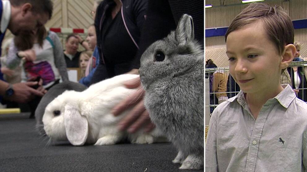 Bild på kaniner på en rad, någon längre bak undersöker en kanin, delad bild med en kille 9-årige Victor som vann dubbel titel som utställare