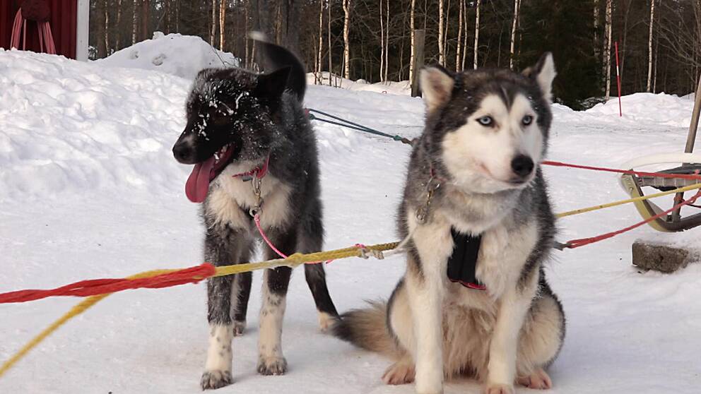 Två av de 50 hundarna som drar släde på slädhundsföretaget i Ale utanför Luleå.