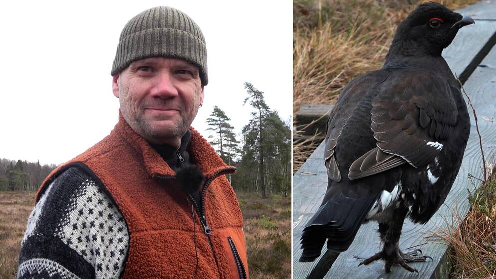 Mattias Engman från Bjuv tittar in i kameran ute på tur på Söderåsen. En bild på rackelhanen med sina svart-vita fjädrar.