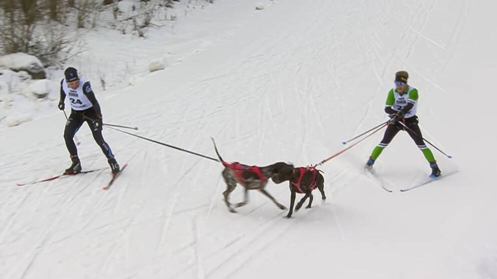 Lageholms hund attackerar Norbergs hund under herrarnas combined