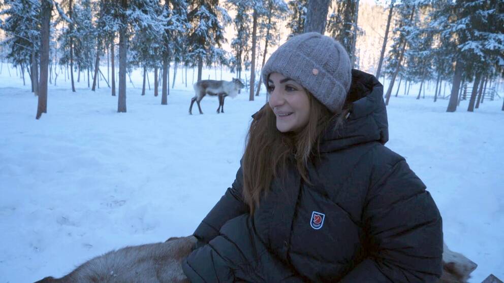Kultur- och sameministern Parisa Liljestrand i pulkan bakom Helena Läntas härk.