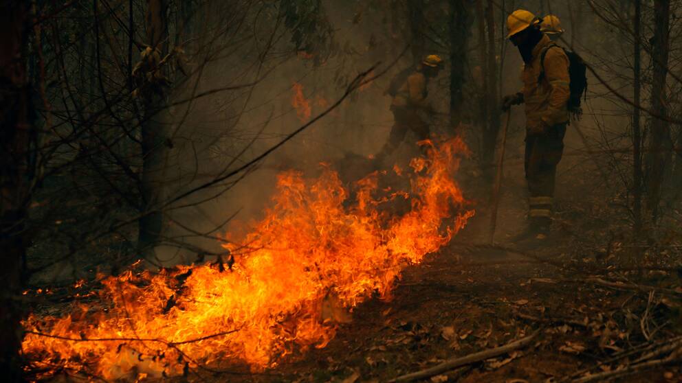 Brandmän i Chile arbetar ständigt med att försöka släcka de dödliga skogsbränderna som härjar.