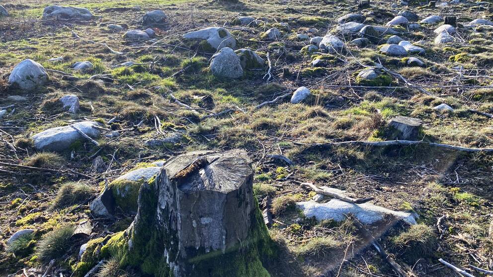 Bild på stubbar och stenar efter en avverkad bokskog vid Haveliden i Hällevik.
