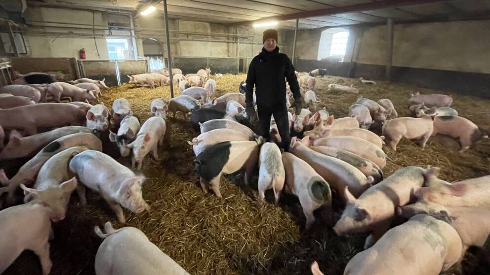 Jonas Nilsson i Ekeby står med alla sina grisar runt sig i ett stall. Han är ekologisk lantbrukare och bekymrad över det uteblivna stödet från EU.