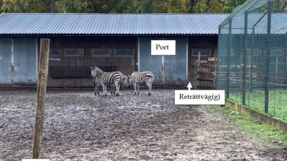 Visar tre zebror som står vid ett stall. Bredvid är ett brunt staket. Två skyltar markerar ”port” och ”reträttväg”
