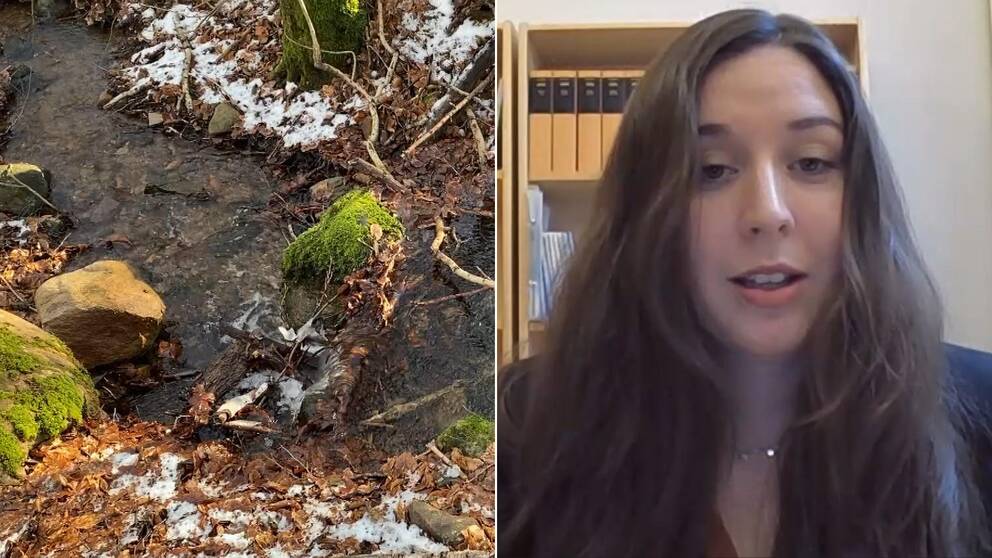 Bild på en vinterklädd bäck i en bokskog, delad med en kvinna som sitter på ett kontor (Helena Storckenfeldt (M) är ansvarig för moderaternas miljö- och klimatfrågor)