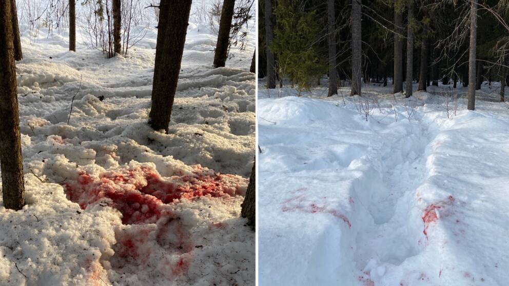 Blodspår efter renar.