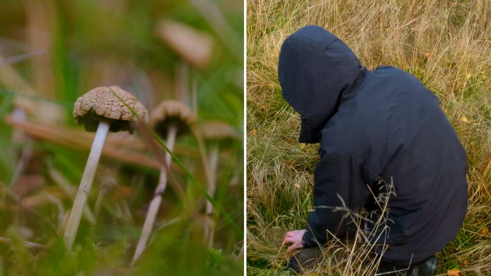 Två vänner hittar psykedelisk svamp i den svenska skogen.