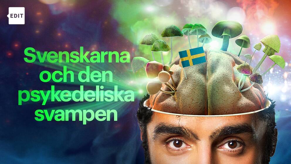 En psykedelisk guide i en förortsvilla, magisk svampjakt i skogen och svenska bussar till svampretreats i Holland.