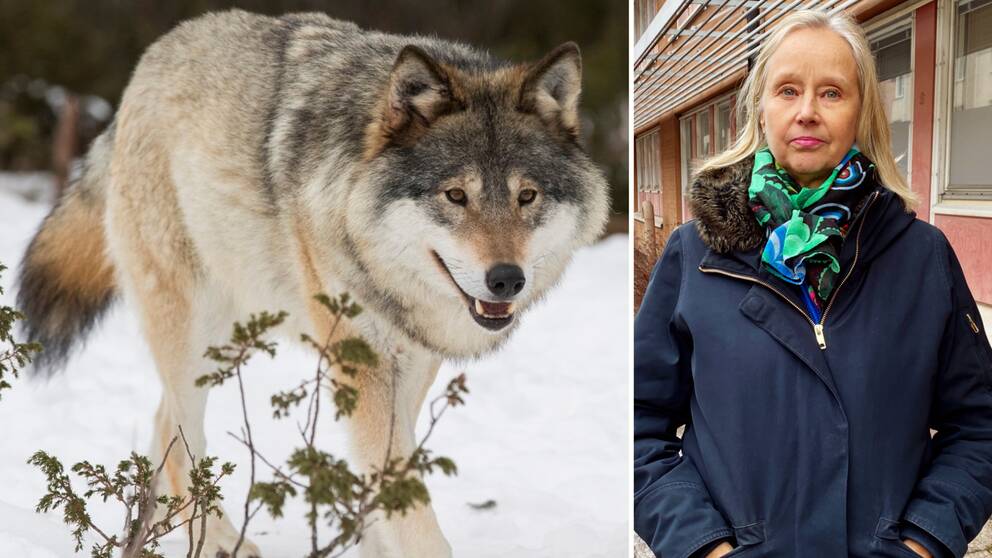 en varg och en kvinna i blå jacka framför en rosa byggnad.