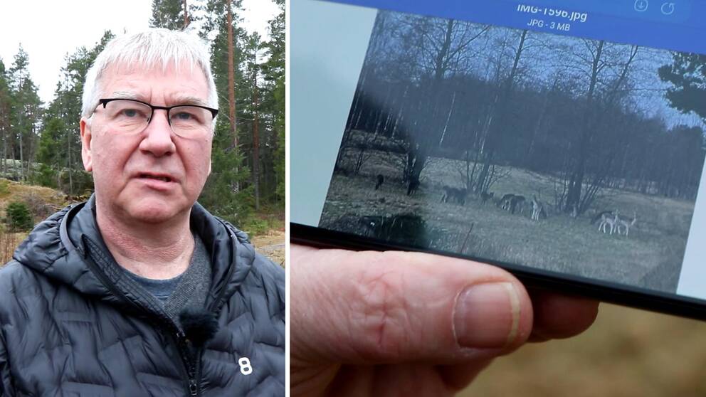 Christer Johansson, som bor på Gräsö, visar bild på dovhjortar i telefon