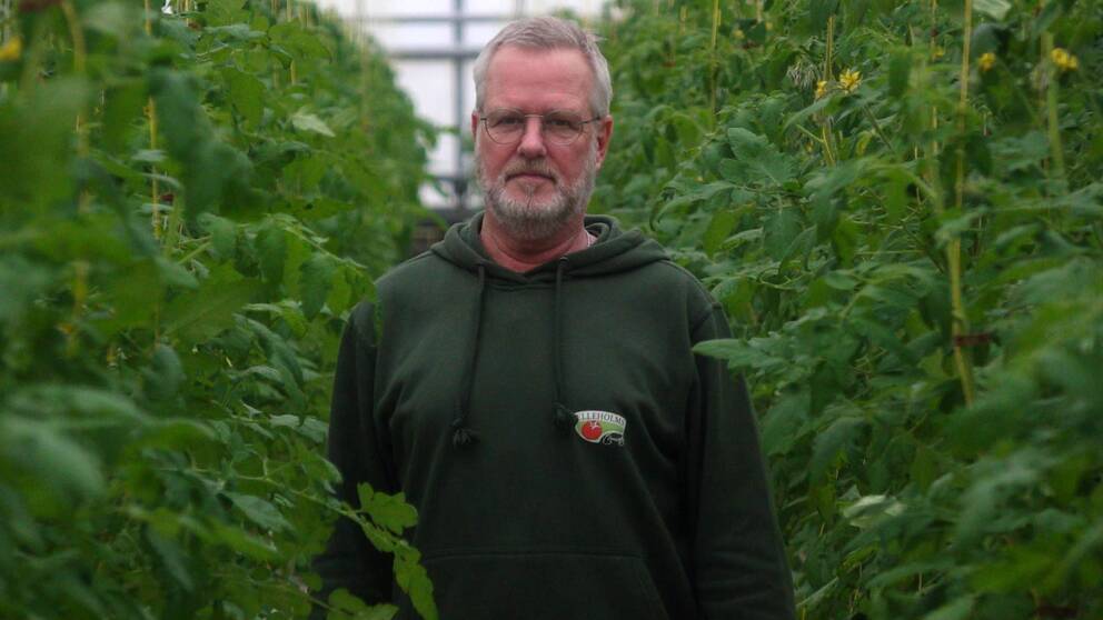 Man i grön hoodie i en tomatodling.
