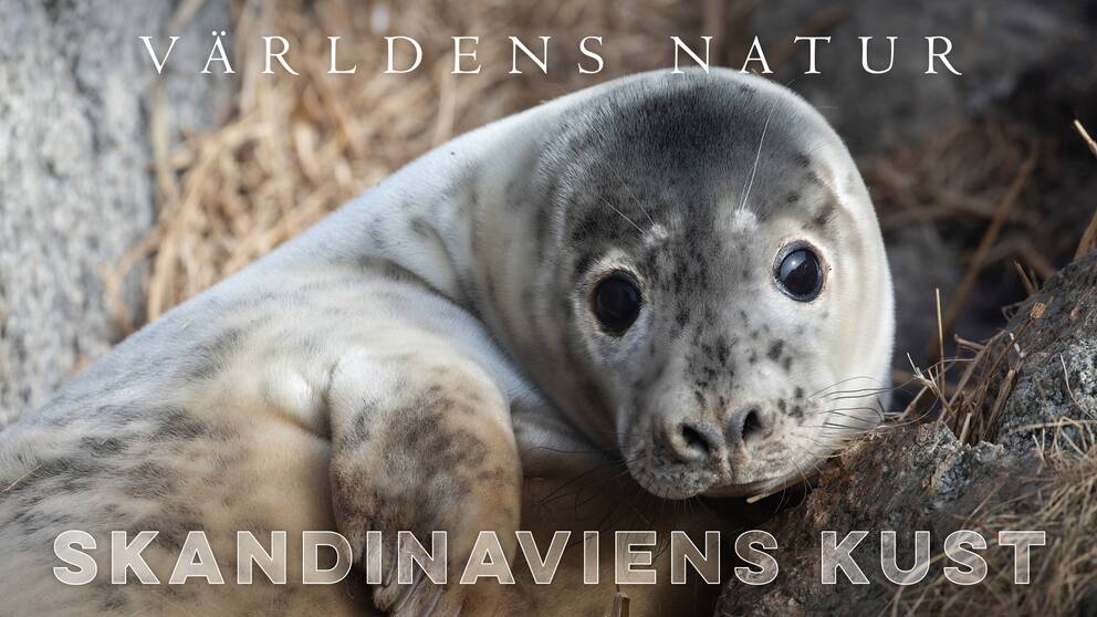 Världens natur: Skandinaviens Kust