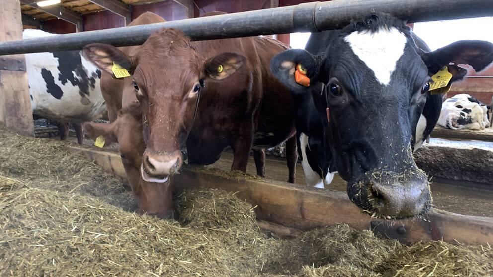 Bild på kor i en ladugård som äter mat på en bondgård i Dalarna.