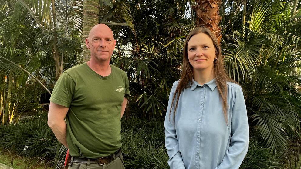 Trädgårdsmästare Stephan Hammar och projektägare Charlotte Karlsson i Palmhuset i Göteborg som ska restaureras