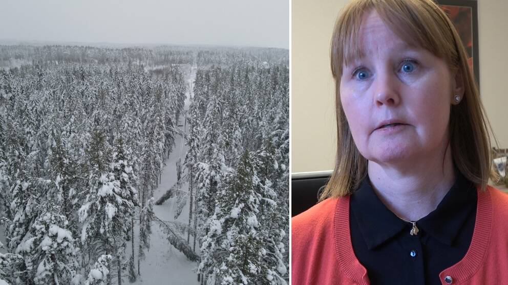 Delad bild med dels en kraftledningsgata i Strömsund där snötygnda träd fallit över elledning, dels en bild på en kvinna som är kommunalråd i Strömsund.