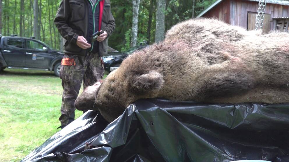 En död björn ligger på ett bord med svar plast under.