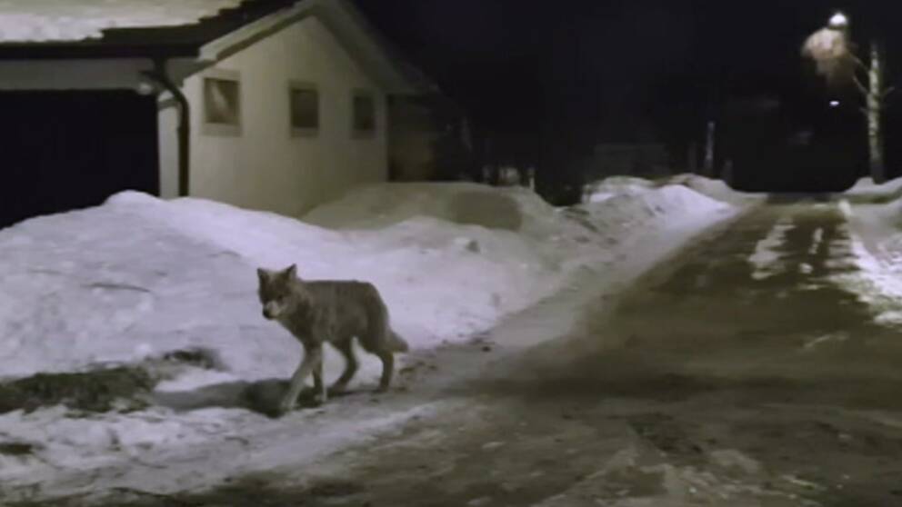 På bilden syns den misstänkta vargen springa på gatan i Östavall.