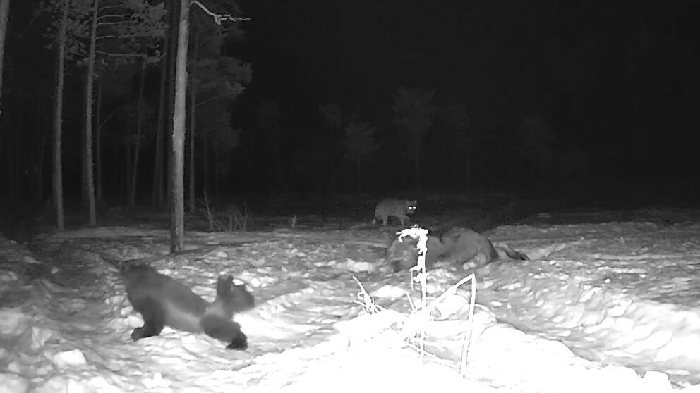 Svartvit bild på järv och varg som cirkulerar kring en trafikdödad älg utanför Ånge.