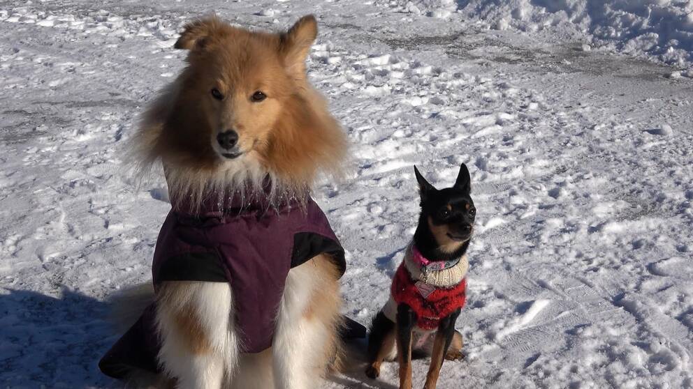 På bilden sitter två hundar. Till vänster sitter shetland sheepdogenLinus och till höger blandrasen Luna, till höger. De finns båda på dejtingappen dogdate. 