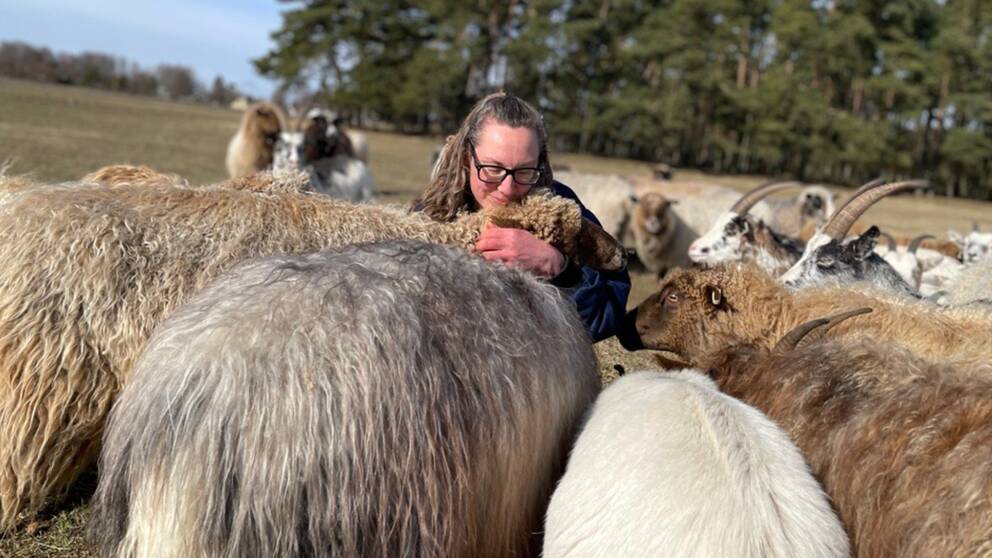 Ebba-Maria Olson på Mossagården i Veberöd kramar om sina får. Förra året dog ett i en vargattack.