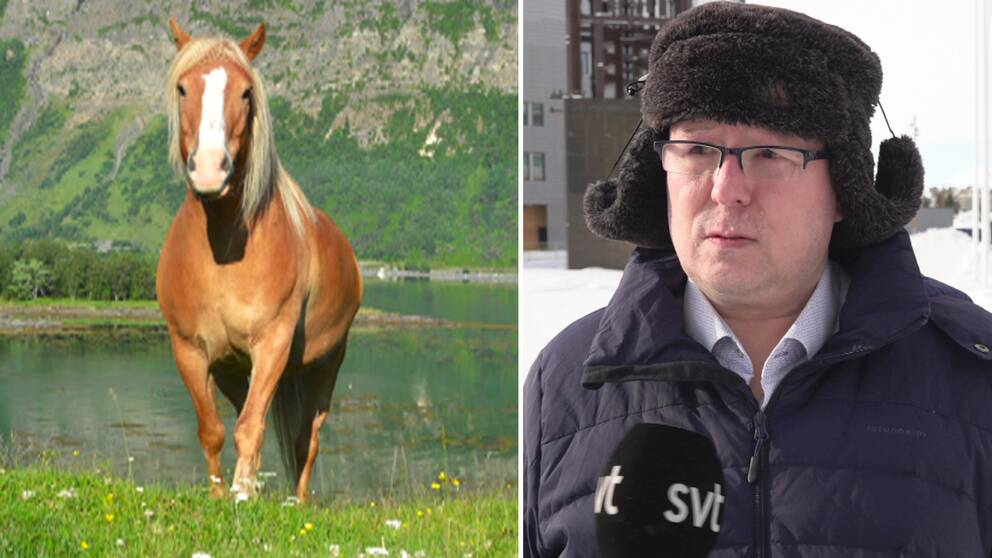 En nordlandshäst och Rune Bjerkli, ordförande i Nordiska kvenlandsförbundet.