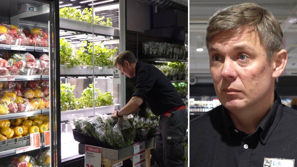 Handlaren Erik Geijer plockar i salladen i Icabutiken i Kvissleby, gula och röda paprikor syns.