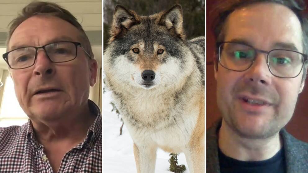 Bilden är delad i tre mindre bilder. Den vänstra bilden är en porträttbild tagen från en teamsintervju med Håkan Ekstrand, gruppledare för Centerpartiet Gnesta. Den högra är en porträttbild tagen från en teamsintervju med Gustav Edman, gruppledare för Miljöpartiet Gnesta. Bilden i mitten är en bild på en varg. 