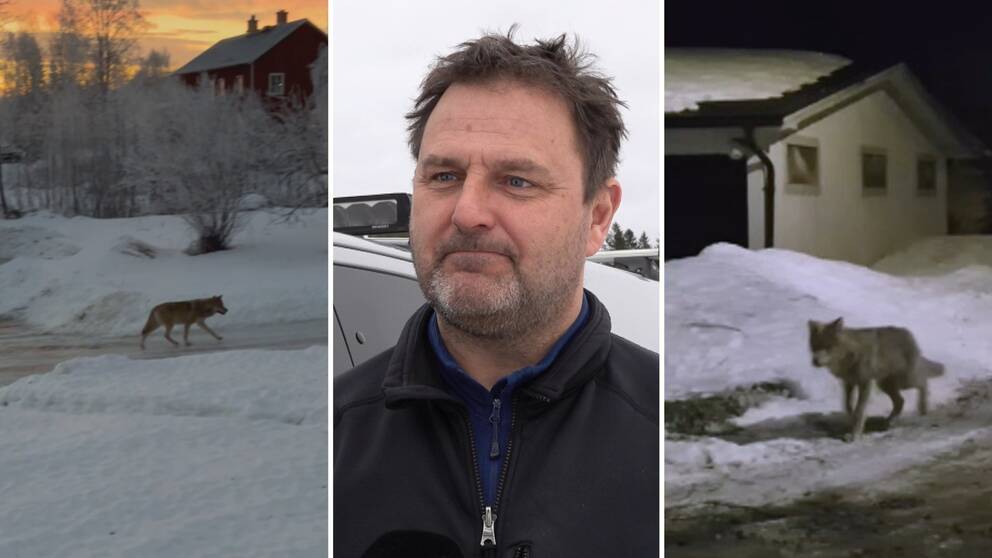 bild där man ser två vargar och en bild på Peter Nilsson.