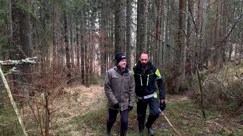 Två män, varav en är skogskonsulent Miquel Anglés från Skogsstyrelsen, går i en skog.